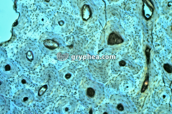 Os compact x25 - gryphea.com